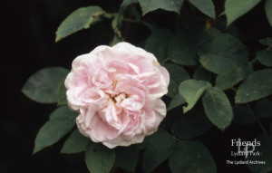 Plants of 17th and 18th centuries identified for Lydiard's Walled Garden