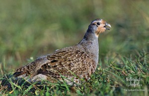 Predix Perplexed - Nature Notes by Vernon St.John, 6th Vsct Bolingbroke