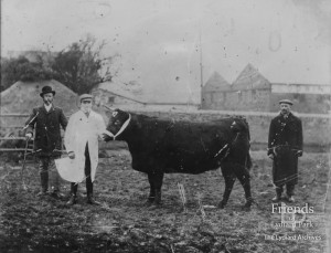 Photograph of men with a bull, Spittleborough Farm, Lydiard Tregoze c1900-1910