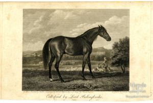 'Colt bred by Lord Bolingbroke' - engraving