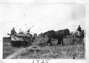 Photographs X 5 of livestock, threshing & milk cart at Park Farm, Lydiard Tregoze, 1920s -1930s
