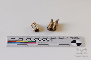 Animal teeth and misc. finds, Walled Garden,  Lydiard Park