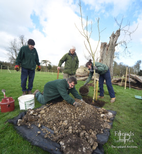 Planting Walnut tree, 2013