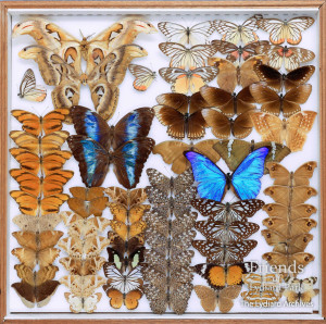 Butterfly collection of Vernon St.John, 6th Viscount Bolingbroke