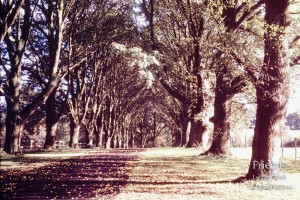 The Elm Avenue, Lydiard Park 1972